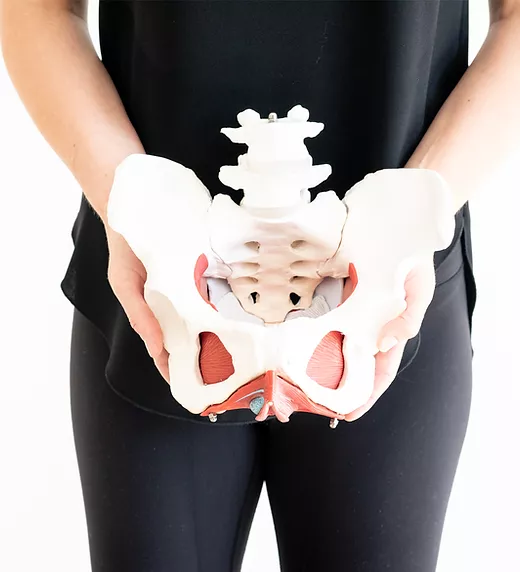 Person holding a model of a human pelvic bone